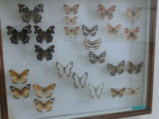「琉宮城蝶々園」の蝶々の標本