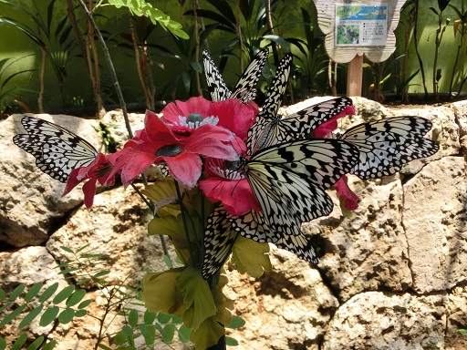 「琉宮城蝶々園」のオオゴマダラ